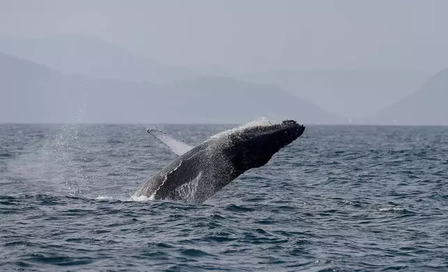 A humpback whale breaches off the coast of Rio de Janeiro, Brazil, Tuesday, June 30, 2026. (AP Photo/Dhavid Normando)
