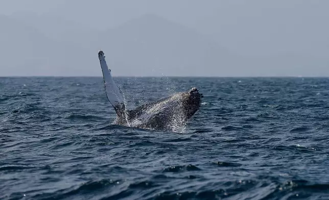 A humpback whale breaches off the coast of Rio de Janeiro, Brazil, Tuesday, June 30, 2026. (AP Photo/Dhavid Normando)