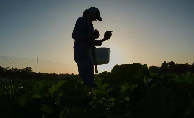 Annie Woods harvests eightball, a type of zucchini, as the sun sets Wednesday, July 1, 2026, at her farm in Brooksville, Ky. (AP Photo/Joshua A. Bickel)