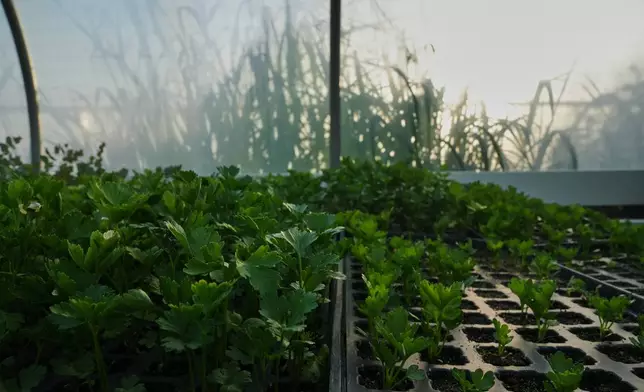 Celery grows inside a greenhouse Wednesday, July 1, 2026, at a farm in Brooksville, Ky. (AP Photo/Joshua A. Bickel)