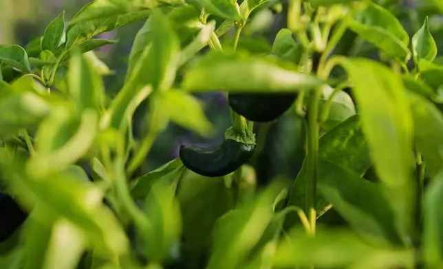 A poblano pepper grows inside a greenhouse Wednesday, July 1, 2026, at a farm in Brooksville, Ky. (AP Photo/Joshua A. Bickel)