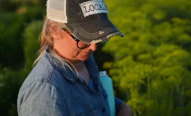 Annie Woods inspects herbs while harvesting Wednesday, July 1, 2026, at her farm in Brooksville, Ky. (AP Photo/Joshua A. Bickel)
