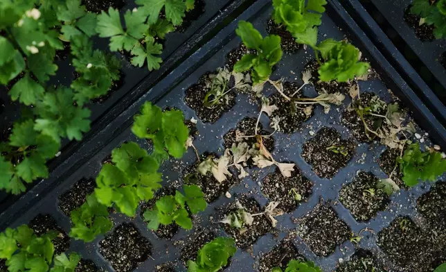 Heat-damaged celery rests in a tray inside a greenhouse Wednesday, July 1, 2026, at a farm in Brooksville, Ky. (AP Photo/Joshua A. Bickel)