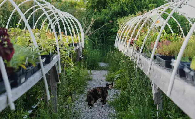 A cat pauses between rows of crops waiting for planting Wednesday, July 1, 2026, at a farm in Brooksville, Ky. (AP Photo/Joshua A. Bickel)