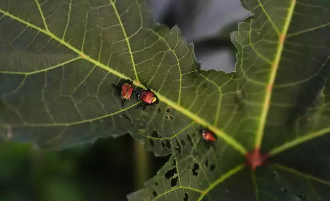 Japanese beetles damage okra plant leaves Wednesday, July 1, 2026, at a farm in Brooksville, Ky. (AP Photo/Joshua A. Bickel)
