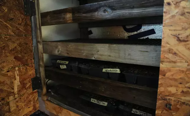 Trays of seedlings sit inside a cabinet to keep cool Wednesday, July 1, 2026, at a farm in Brooksville, Ky. (AP Photo/Joshua A. Bickel)