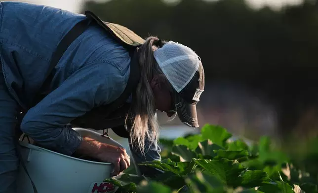 Annie Woods harvests squash Wednesday, July 1, 2026, at her farm in Brooksville, Ky. (AP Photo/Joshua A. Bickel)