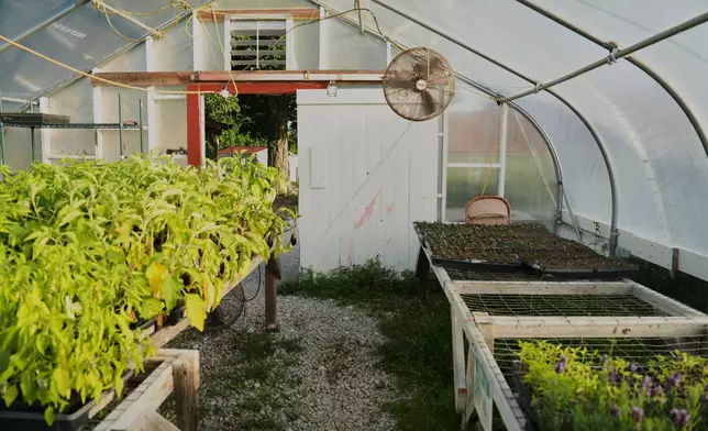 Crops grow inside a greenhouse as fans run to keep the temperature down Wednesday, July 1, 2026, at a farm in Brooksville, Ky. (AP Photo/Joshua A. Bickel)