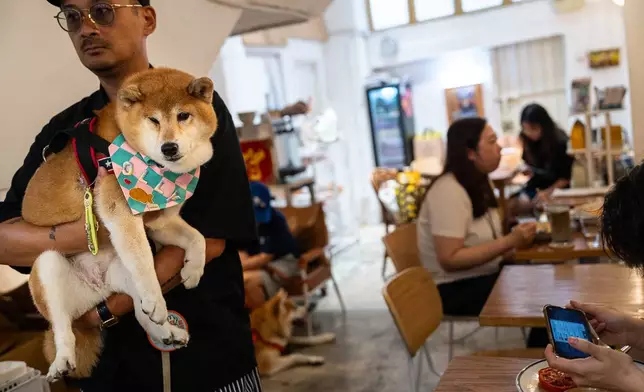 A customer holds his dog inside the Wan Land Cafe on the first day dogs are legally permitted in restaurants in Hong Kong, Thursday, July 9, 2026. (AP Photo/Chan Long Hei)