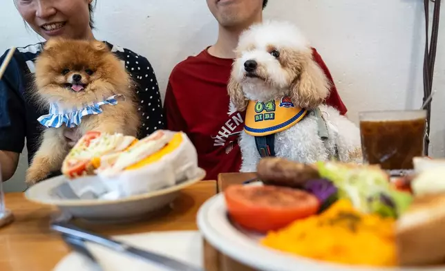 Dogs sit leashed on their owners at a dining table inside the Wan Land Cafe on the first day dogs are legally permitted in restaurants in Hong Kong, Thursday, July 9, 2026. (AP Photo/Chan Long Hei)