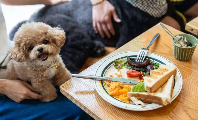 A dog sits on its owner at a dining table inside the Wan Land Cafe on the first day dogs are legally permitted in restaurants in Hong Kong, Thursday, July 9, 2026. (AP Photo/Chan Long Hei)