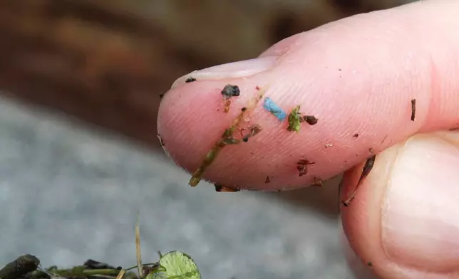 FILE - A blue rectangular piece of microplastic sits on the finger of a researcher with the University of Washington-Tacoma environmental science program, after it was found in debris collected from the Thea Foss Waterway, in Tacoma, Wash., May 19, 2010. (AP Photo/Ted S. Warren, File)