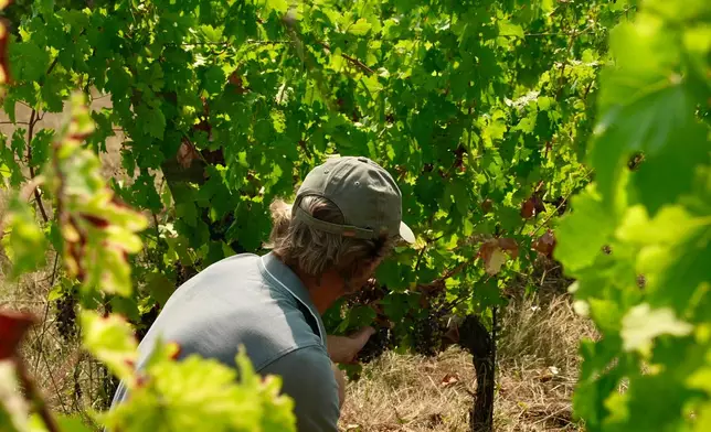 Winemaker Edouard Le Grix de la Salle tends vines on his family's Grand Verdus wine estate in Sadirac, southwestern France's Bordeaux region, Wednesday, July 29, 2026. (AP Photo/Eva van Dam)