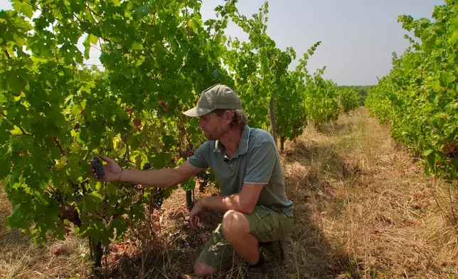 Winemaker Edouard Le Grix de la Salle tends vines on his family's Grand Verdus wine estate in Sadirac, southwestern France's Bordeaux region, Wednesday, July 29, 2026. (AP Photo/Eva van Dam)