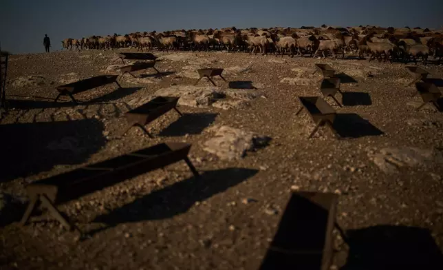 A Palestinian shepherd leads his flock of sheep as they move away from his family compound in the northern Jordan Valley in the occupied West Bank, Wednesday, June 24, 2026. (AP Photo/Leo Correa)