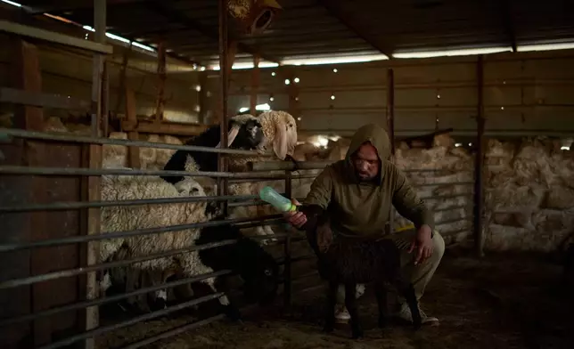 Saber, 32, bottle feeds a lamb in his community near the West Bank village of Susya, in the Masafer Yatta region, Thursday, June 18, 2026.(AP Photo/Leo Correa)