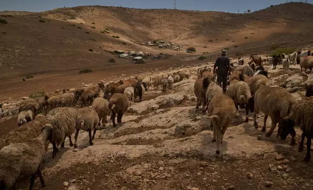 Palestinian shepherd Ayman Draghme leads his flock back to his family's community in the northern Jordan Valley in the occupied West Bank, Tuesday, June 23, 2026. (AP Photo/Leo Correa)