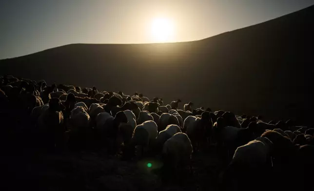 A herd of sheep graze on a hill as the sun rises over a Palestinian community in the northern Jordan Valley, in the occupied West Bank, Wednesday, June 24, 2026. (AP Photo/Leo Correa)