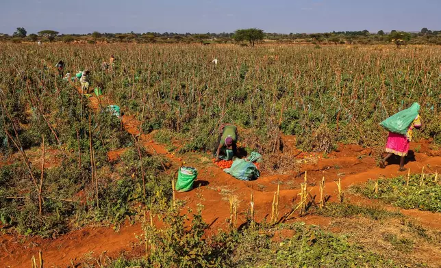 Women harvest tomatoes in a field in Kimana, on the outskirts of Amboseli National Park in Kajiado County, Kenya, Wednesday, Aug. 5, 2026. (AP Photo/Andrew Kasuku)