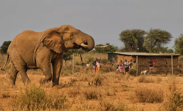 An elephant walks past a homestead in the Kitenden village, on the outskirts of Amboseli National Park in Kajiado County, Kenya, Thursday, Aug. 6, 2026. (AP Photo/Andrew Kasuku)