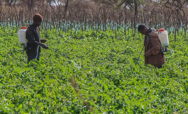 Farmers spray pesticides at a tomato farm in Kimana, on the outskirts of Amboseli National Park in Kajiado County, Kenya, Wednesday, Aug. 5, 2026. (AP Photo/Andrew Kasuku)