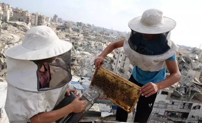 Displaced Palestinian beekeepers harvest honey from beehives at al-Dabba family bee farm, in Gaza city, Saturday, Aug. 8, 2026. (AP Photo/Jehad Alshrafi)