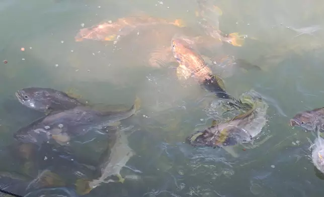 Large yellow croakers, Photo by Bastille Post