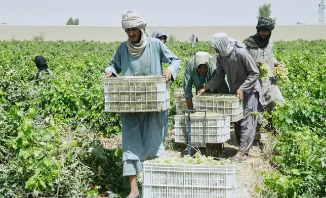 Afghan workers collect grapes to be dried into raisins at a vineyard in Zhari district, Kandahar province, Afghanistan, Wednesday, Aug. 12, 2026. (AP Photo/Sibghatullah)