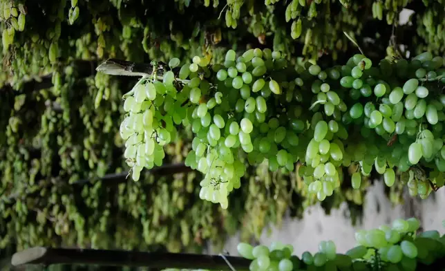 Green grapes are hung on wooden racks to dry at a warehouse in Zhari district, Kandahar province, Afghanistan, Wednesday, Aug. 12, 2026. (AP Photo/Sibghatullah)