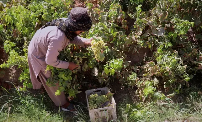 An Afghan worker collects grapes to be dried into raisins at a vineyard in Zhari district, Kandahar province, Afghanistan, Wednesday, Aug. 12, 2026. (AP Photo/Sibghatullah)