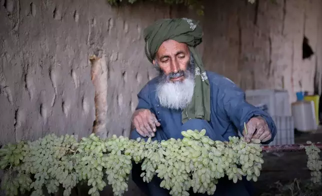 Ahmad Shah arranges green grapes to dry into raisins at a warehouse in Zhari district, Kandahar province, Afghanistan, Wednesday, Aug. 12, 2026. (AP Photo/Sibghatullah)