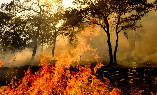 Flames consume vegetation as the Gann Fire burns near Copperopolis on Tuesday, Aug. 4, 2026, in Calaveras County, Calif. (AP Photo/Noah Berger)