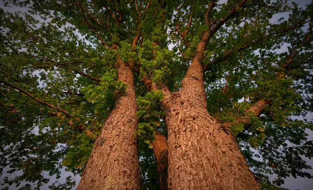 An American elm tree spreads its limbs in Portland, Maine, June 3, 2026. (AP Photo/Robert F. Bukaty)
