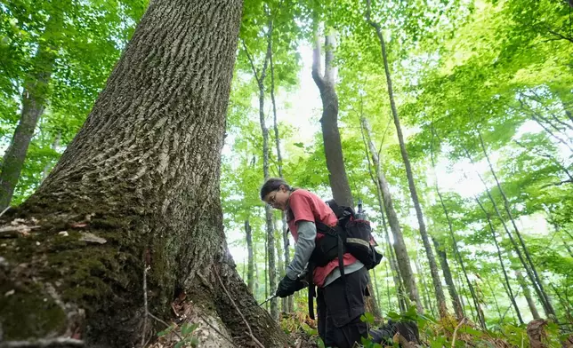 Emily Powell, with the Appalachian Trail Conservancy, inoculates an ash tree with triennial booster shots, June 12, 2026, in Hot Springs, N.C. (AP Photo/Erik Verduzco)