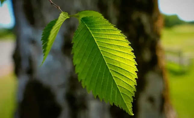 Leaves of an American elm, which can be identified by their serrated edges, is seen in Castine, Maine, June 9, 2026. (AP Photo/Robert F. Bukaty)
