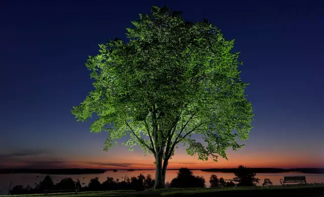 An American elm tree stands on the Eastern Promenade overlooking Casco Bay at dawn in Portland, Maine., June 4, 2026. (AP Photo/Robert F. Bukaty)