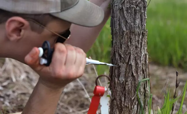 Alex Stephenson, conservation information manager at The Nature Conservancy Vermont, injects a young elm tree with Dutch elm disease spores on May 19, 2026, in Benson, Vt. (AP Photo/Amanda Swinhart)