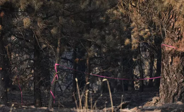 A burned section of trees is marked with pink tape Tuesday, Aug. 4, 2026, in an area near the origin point of the Old Trails Fire, after a man was arrested, suspected of starting the wildfire in Spokane, Wash. (AP Photo/Lindsey Wasson)