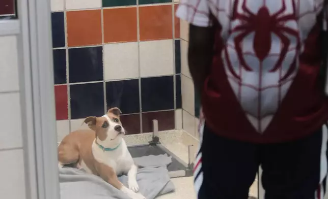 Lilia looks out at a visitor from her kennel as she waits to be adopted at the Humane Society in Houston, Friday, Aug. 14, 2026. (AP Photo/Lekan Oyekanmi)