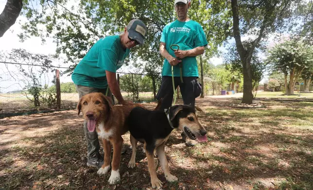 Houston Humane Society volunteers Dawn York, left, and Kent Williamson, right, walk Graphite and Shadow at the Humane Society in Houston, Friday, Aug. 14, 2026. (AP Photo/Lekan Oyekanmi)
