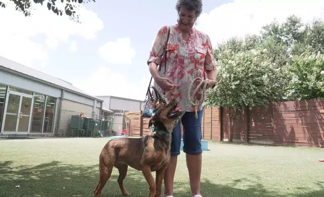 Kimberly Rorabaugh meets Veronica, who had been up for adoption for five months at the Humane Society in Houston, Friday, Aug. 14, 2026. (AP Photo/Lekan Oyekanmi)