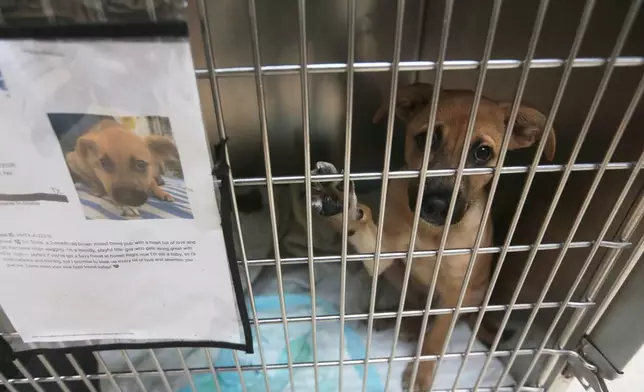 Stone looks out from his kennel at the Humane Society in Houston, Friday, Aug. 14, 2026. (AP Photo/Lekan Oyekanmi)