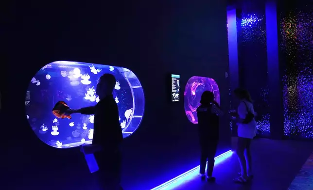 An employee cleans a display at the Jellyfish Museum, a facility that is home to about 20 unique species of jellyfish found in Florida and other parts of the world, Friday, Aug. 14, 2026, in Pompano Beach, Fla. (AP Photo/Lynne Sladky)