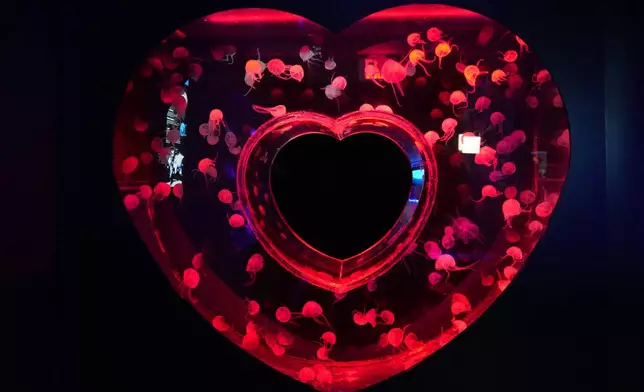 Moon jellyfish are displayed at the Jellyfish Museum, a facility that is home to about 20 unique species of jellyfish found in Florida and other parts of the world, Friday, Aug. 14, 2026, in Pompano Beach, Fla. (AP Photo/Lynne Sladky)