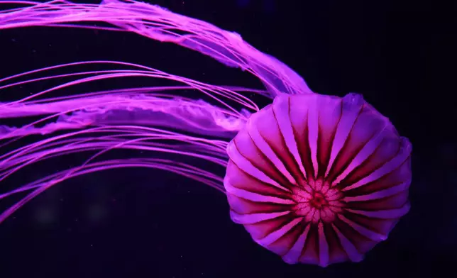 A Japanese sea nettle is displayed at the Jellyfish Museum, a facility that is home to about 20 unique species of jellyfish found in Florida and other parts of the world, Friday, Aug. 14, 2026, in Pompano Beach, Fla. (AP Photo/Lynne Sladky)