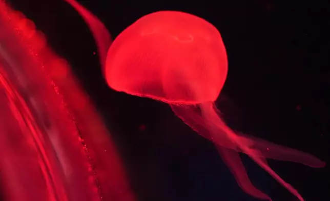 A moon jellyfish is displayed at the Jellyfish Museum, a facility that is home to about 20 unique species of jellyfish found in Florida and other parts of the world, Friday, Aug. 14, 2026, in Pompano Beach, Fla. (AP Photo/Lynne Sladky)