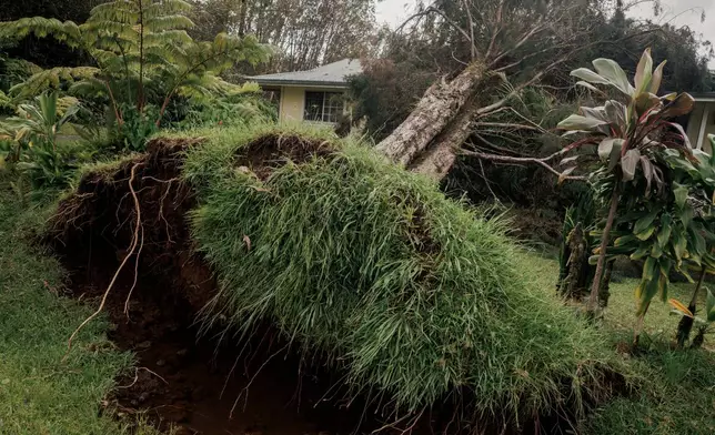 An uprooted tree falls on a home in Volcano, Hawaii, Sunday, Aug. 16, 2026, after a severe weather system went through the area. (Stephen Lam/San Francisco Chronicle via AP)