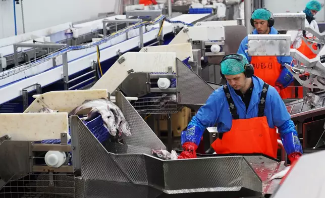 Workers process fish at Visir's fish processing facility in Grindavik, Iceland, Friday, Aug. 14, 2026. (AP Photo/James Brooks)