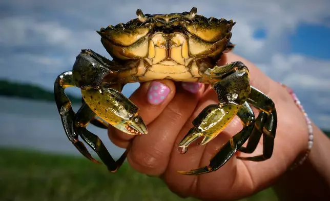 A student holds a green crab caught on the Harraseeket River, Friday, June 19, 2026, in Freeport, Maine. (AP Photo/Robert F. Bukaty)