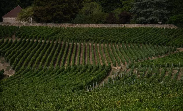 View of vineyard plots with different grape varieties in Hautvillers, Champagne region, France, Tuesday, Aug. 18, 2026. (AP Photo/Aurelien Morissard)